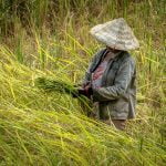 mujer asiatica cosechando trigo