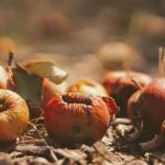 fruta podrida sobre suelo sucio que representa el desperdicio alimentario