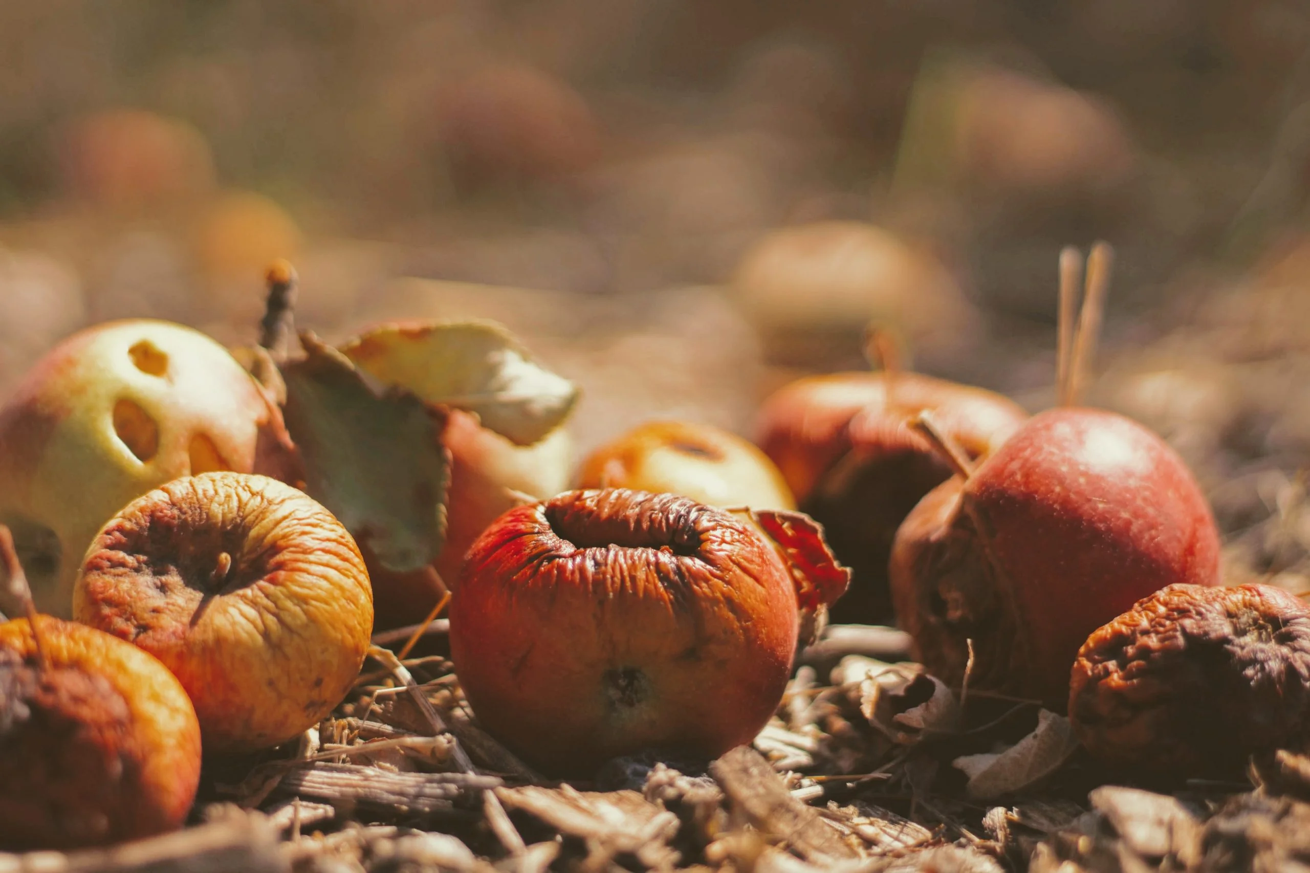 fruta podrida sobre suelo sucio que representa el desperdicio alimentario