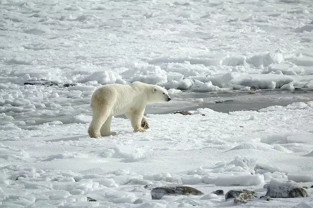 El oso polar es otro de los animales considerados en peligros de extinción.