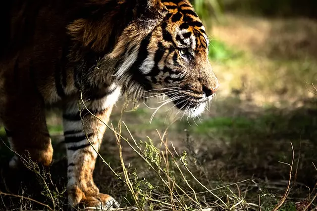 Tigre de sumatra, dentro de los animales en peligro de extinción.