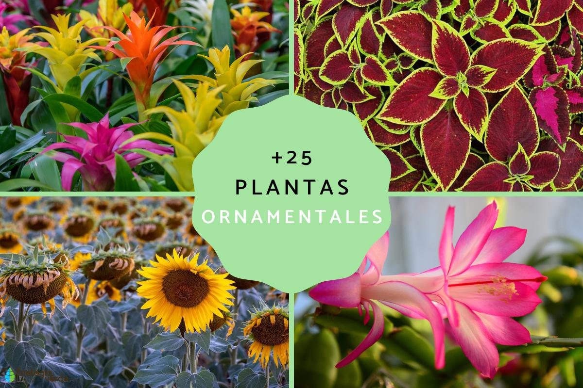 Plantas y suculentas: 4 ideas para embellecer tu jardín con