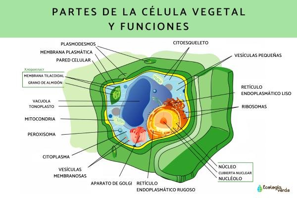 Célula Vegetal: Descubre Qué Es, Sus Partes, Características Y ...